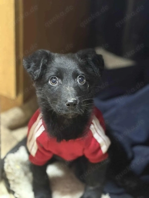 Süß Keks sucht liebevolles Zuhause