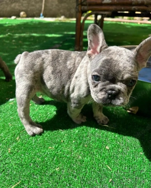 Französische Bulldogge zur Adoption 4917668441254