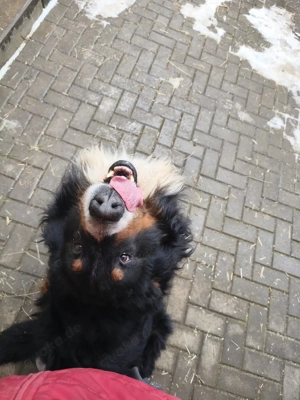 Suche eine Reinrassige Berner Sennenhündin  Bild 4