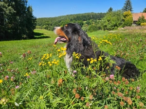 Suche eine Reinrassige Berner Sennenhündin  Bild 3