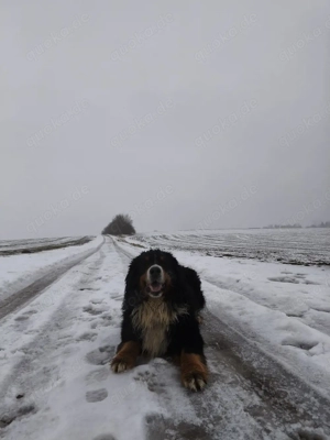 Suche eine Reinrassige Berner Sennenhündin  Bild 2