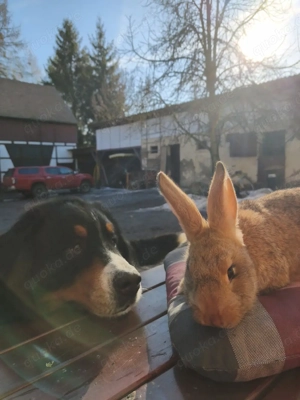 Suche eine Reinrassige Berner Sennenhündin  Bild 5