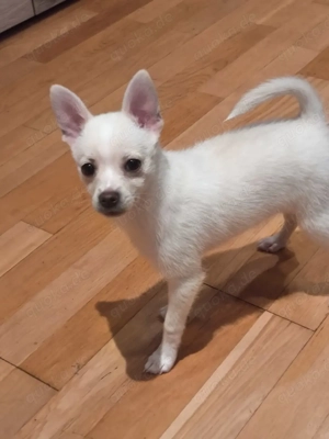 pomchi Welpen 10 Wochen. Suchen ihr neues Zuhause 