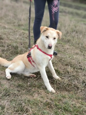 Traumhund sucht liebevolles Zuhause Bild 2