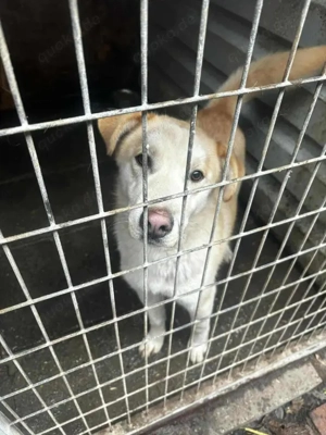 Traumhund sucht liebevolles Zuhause Bild 6