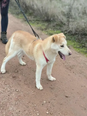 Traumhund sucht liebevolles Zuhause Bild 5