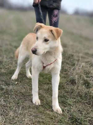 Traumhund sucht liebevolles Zuhause Bild 3