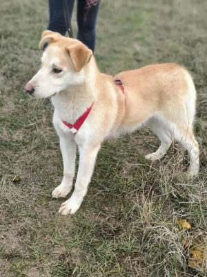 Traumhund sucht liebevolles Zuhause Bild 4