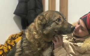 Loyale Raya sucht ländliches Zuhause Bild 4