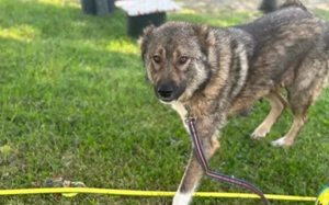 Loyale Raya sucht ländliches Zuhause Bild 5