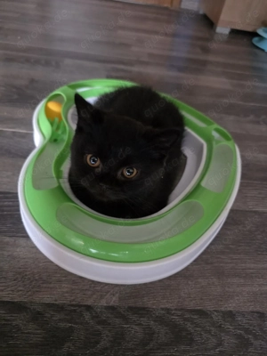 BKH Kitten mit Stammbaum