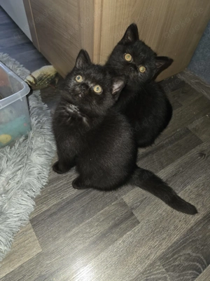 BKH Kitten mit Stammbaum