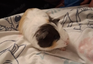 3 Meerschweinchen Dringend