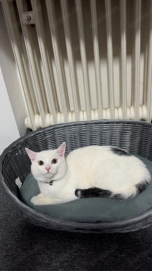    Liebevoller junger Kater sucht ein neues Zuhause