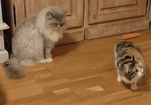 Linx Ragdoll Mix Kitten mit Stammbaum 