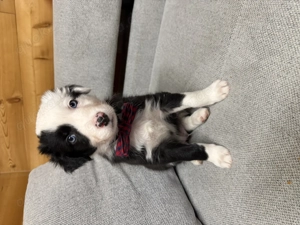 Australien Shepherd -Border Collie Welpen 