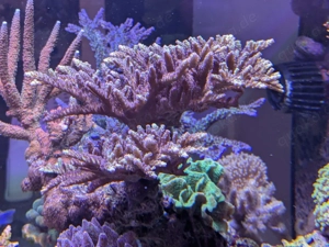 SPS Korallen Ableger Acropora  Bild 4