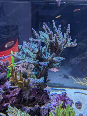SPS Korallen Ableger Acropora  Bild 3