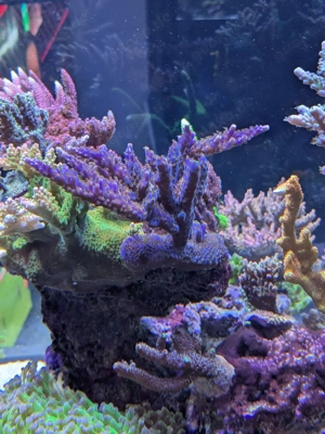 SPS Korallen Ableger Acropora  Bild 2