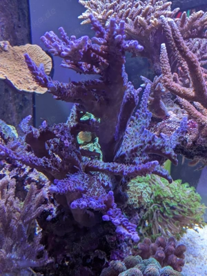 SPS Korallen Ableger Acropora  Bild 5