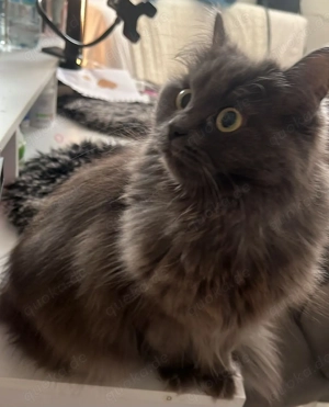 Britisch Langhaar Kitten 