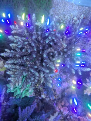 SPS Korallen Ableger Acropora  Bild 6