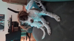 Bibi such für immer zuhause