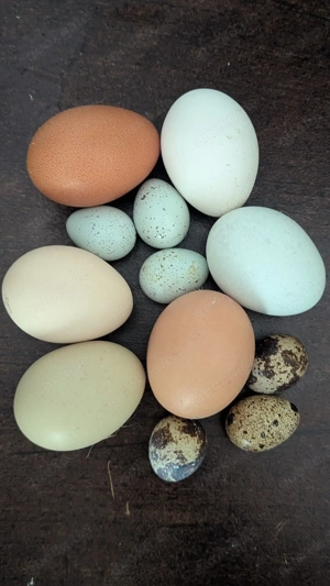 Celadon BE Bruteier Wachteleier Blauleger