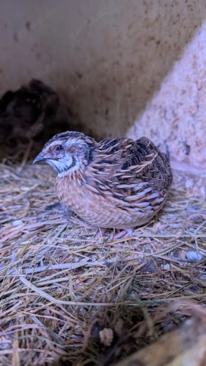 BE Bruteier Echte Europäische Feldwachtel