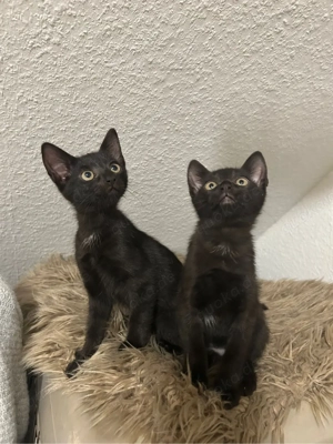 kleine Mädchen kitten ein neues liebevolles Zuhause