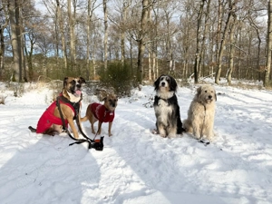 Hundebetreuung mit Herz! Bild 3