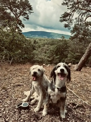 Hundebetreuung mit Herz! Bild 2