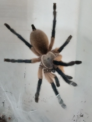 Gebe meine Komplette Vogelspinnen ab