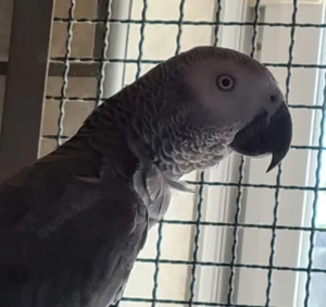 Graupapagei Henne 2024