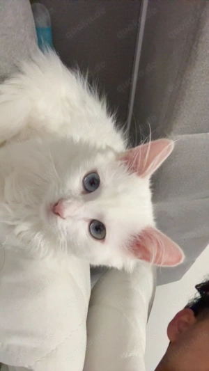 1 liebe Wohnungskatzen sucht neues Zuhause