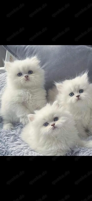 Wunderschöne Perser Kitten Pure White blaue Augen