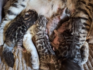 Traumhafte Bengal Kitten aus seriöse Zucht mit Stammbaum + Gesundheitszeugnis 