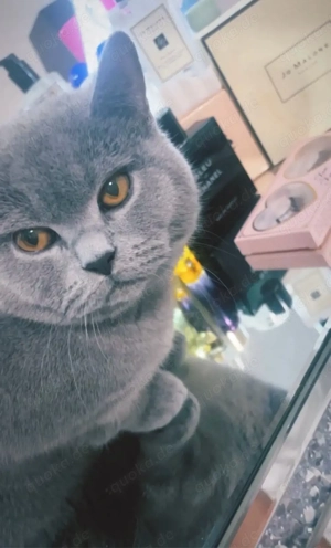 BKH Deckkater reinrasig kein verkauf !!!!! Bild 3