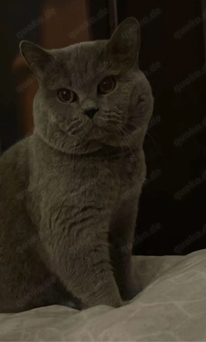 BKH Deckkater reinrasig kein verkauf !!!!! Bild 2