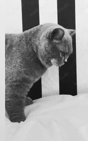 BKH Deckkater reinrasig kein verkauf !!!!!