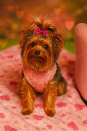 Yorkshire Terrier verschiedene Altersstufen Bild 2