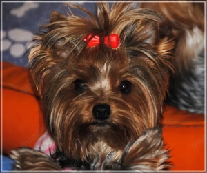 Yorkshire Terrier verschiedene Altersstufen