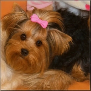 Yorkshire Terrier verschiedene Altersstufen Bild 3