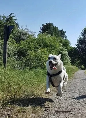 SUCHE Chihuahua Welpe (kurzhaar)