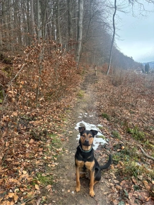 Junghund sucht neue Familie