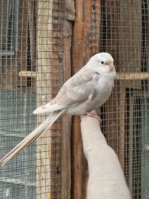 Singsittich Weibchen 2025