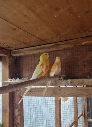 1 Pärchen Singsittiche 