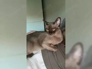 Dreijährige reinrassige Burma-Katze (weiblich).