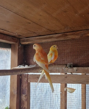 1 Singsittich Pärchen 