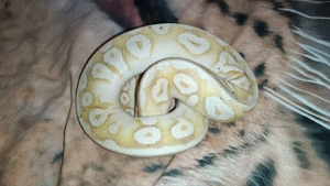 Banana kombi, Pastave kombi, Freeway